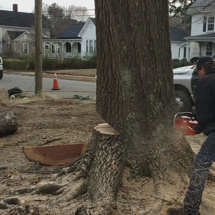 David's Tree Professionals - Tree Services Near Me - Kittrell, North Carolina