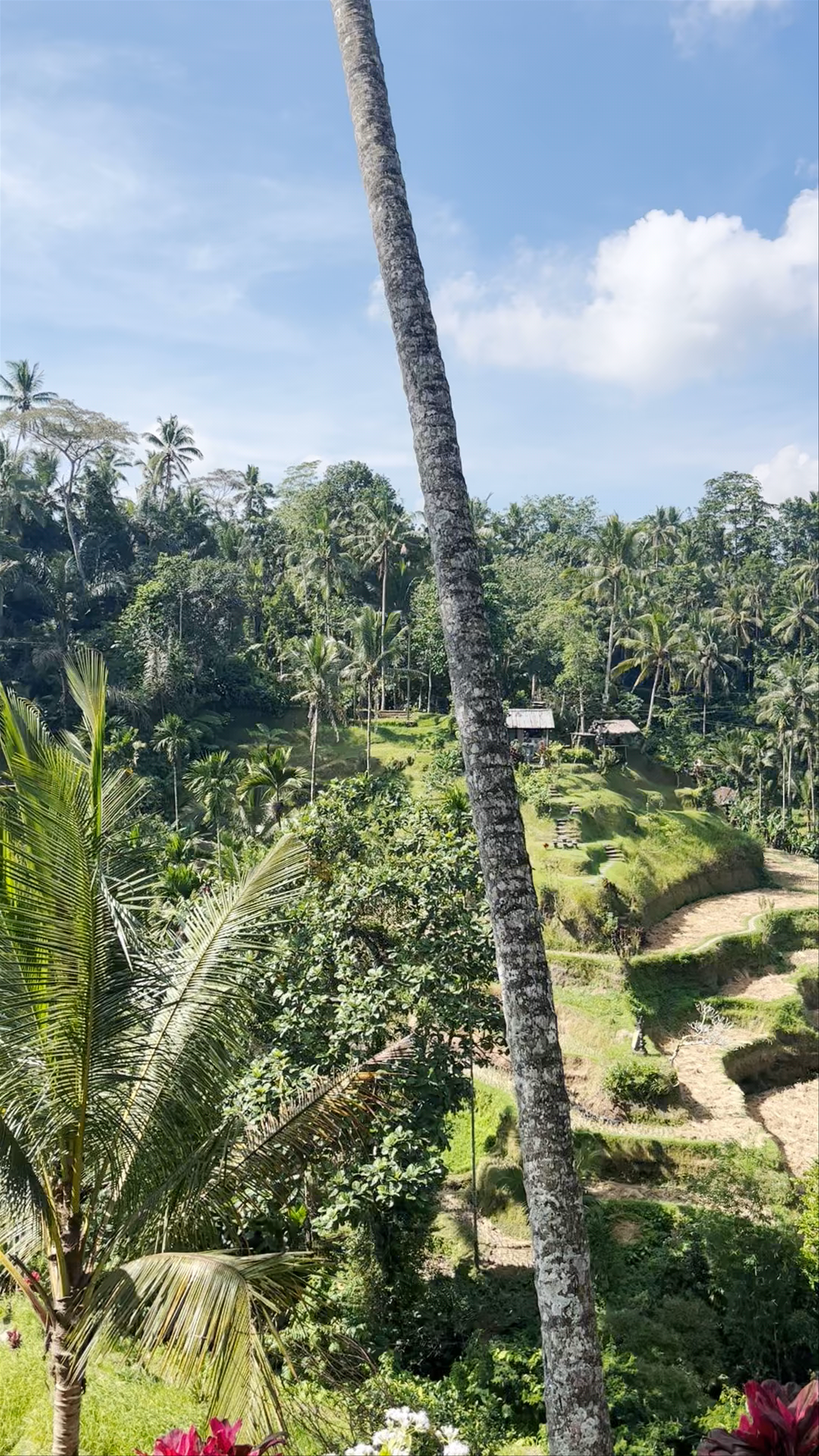 Tegalalang Rice Terrace: Lush Balinese Landscape Immersion