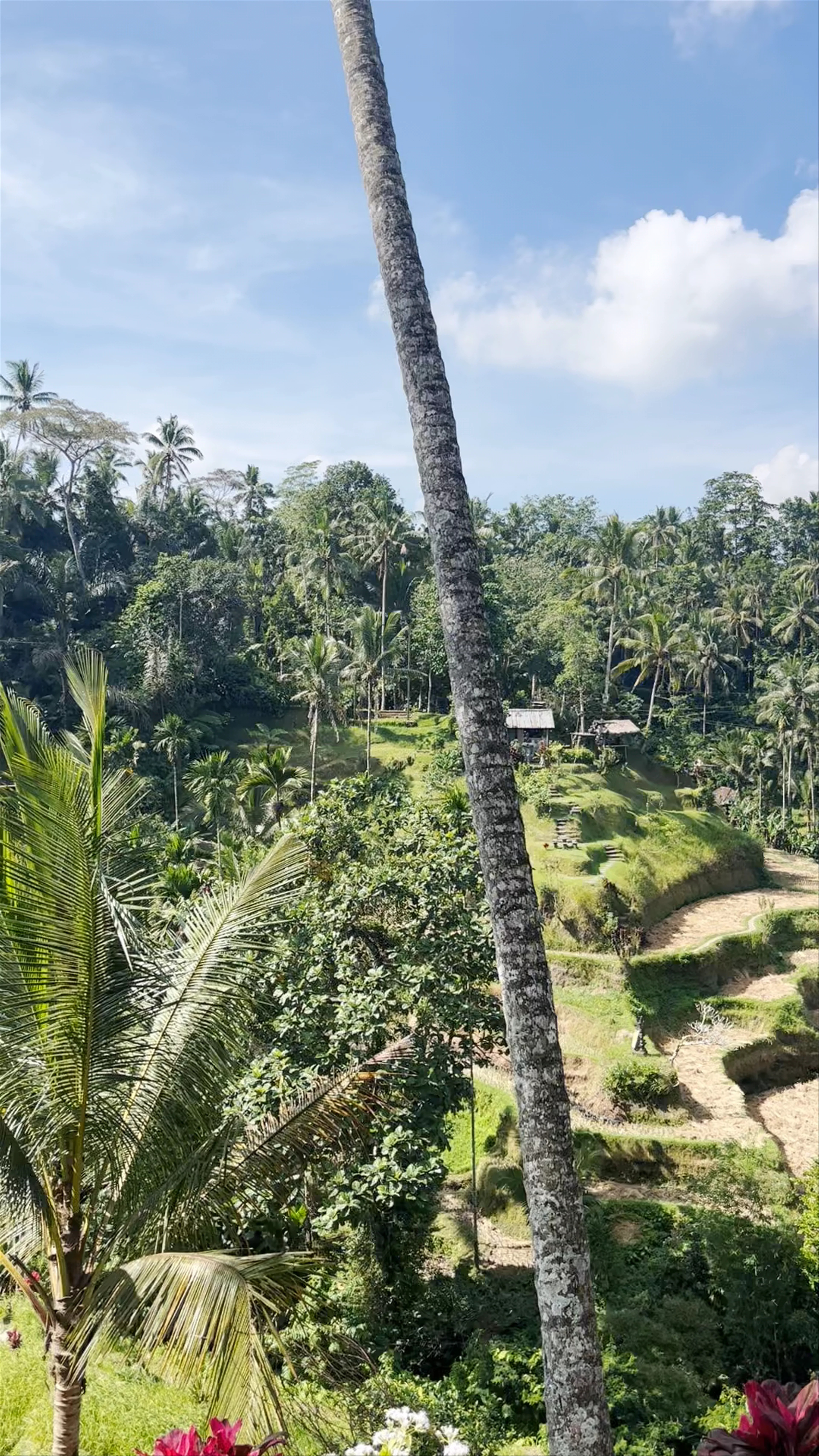 Tegallalang Rice Terrace