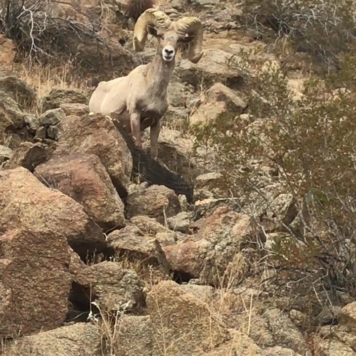 Art Smith trail head - Bighorn Today - Hiking Near Me - Palm Desert, California