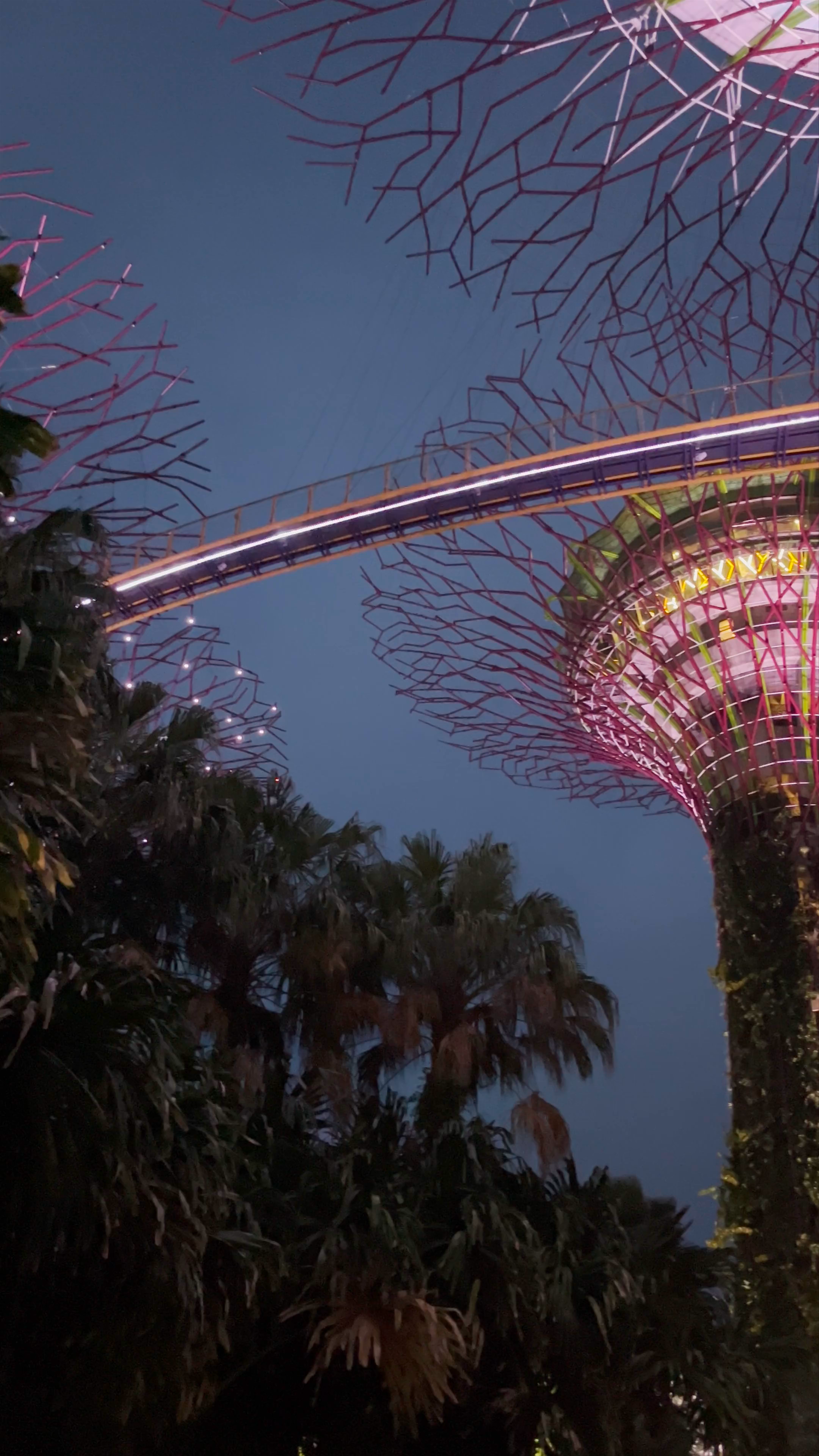 Enchanting Night Walk at Gardens by the Bay, Singapore
