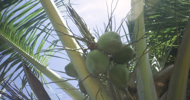 Green coconuts