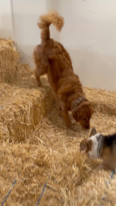 Daack Pack Dog Training - Getting all the sniffs in. Your pups are able to climb, sniff, and explore. - Pet Training Near Me - Sacramento, California