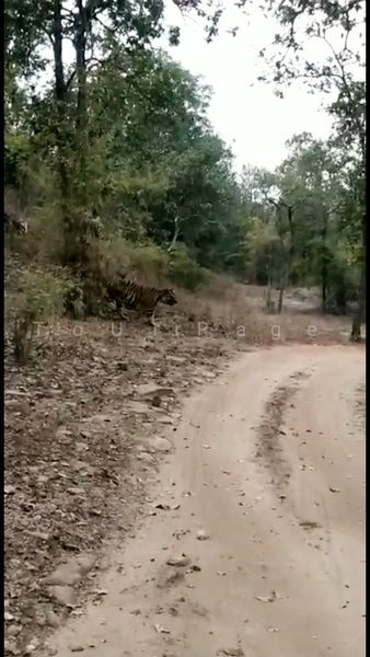 Photo of Tiger Reserve Kanha 