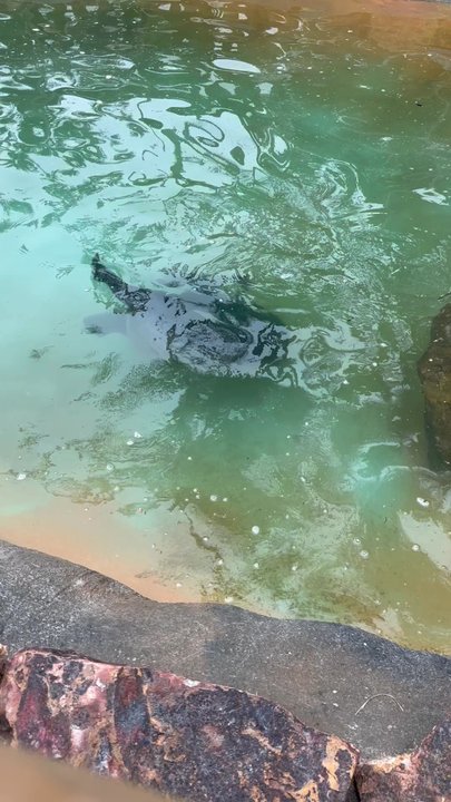 Bahia Resort Hotel - The newest addition to the seal pond seems to like putting on the show. - San Diego, CA