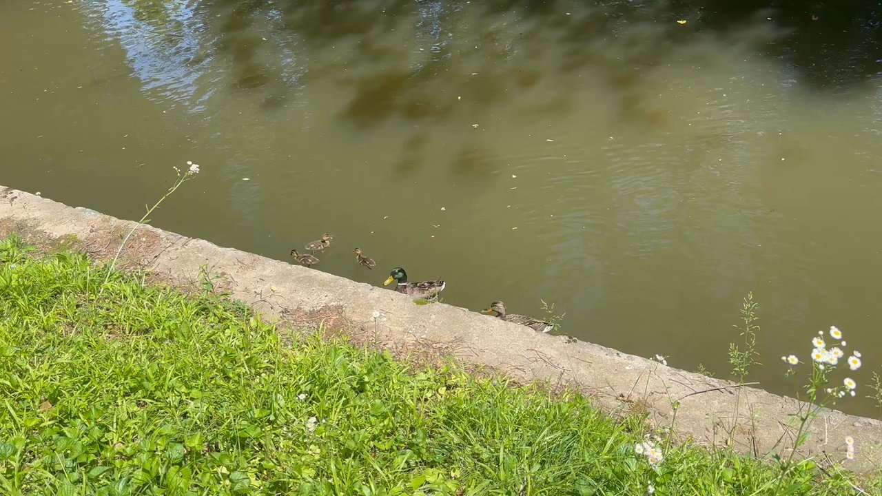 Brandywine Park - Brandywine Park -- early May - Parks Near Me - Wilmington, Delaware
