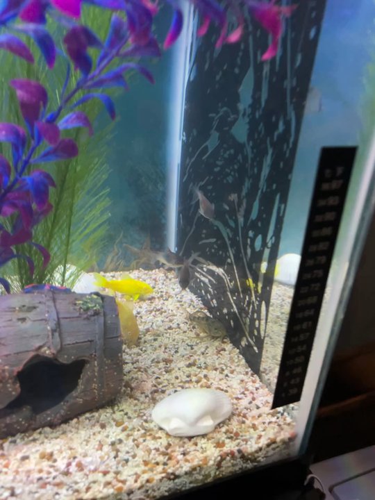 Moonlight Aquatics - Local Fish Stores Near Me - Mill Creek, Washington