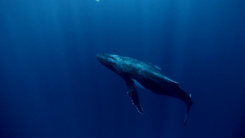 Humpback Whale Calf poster