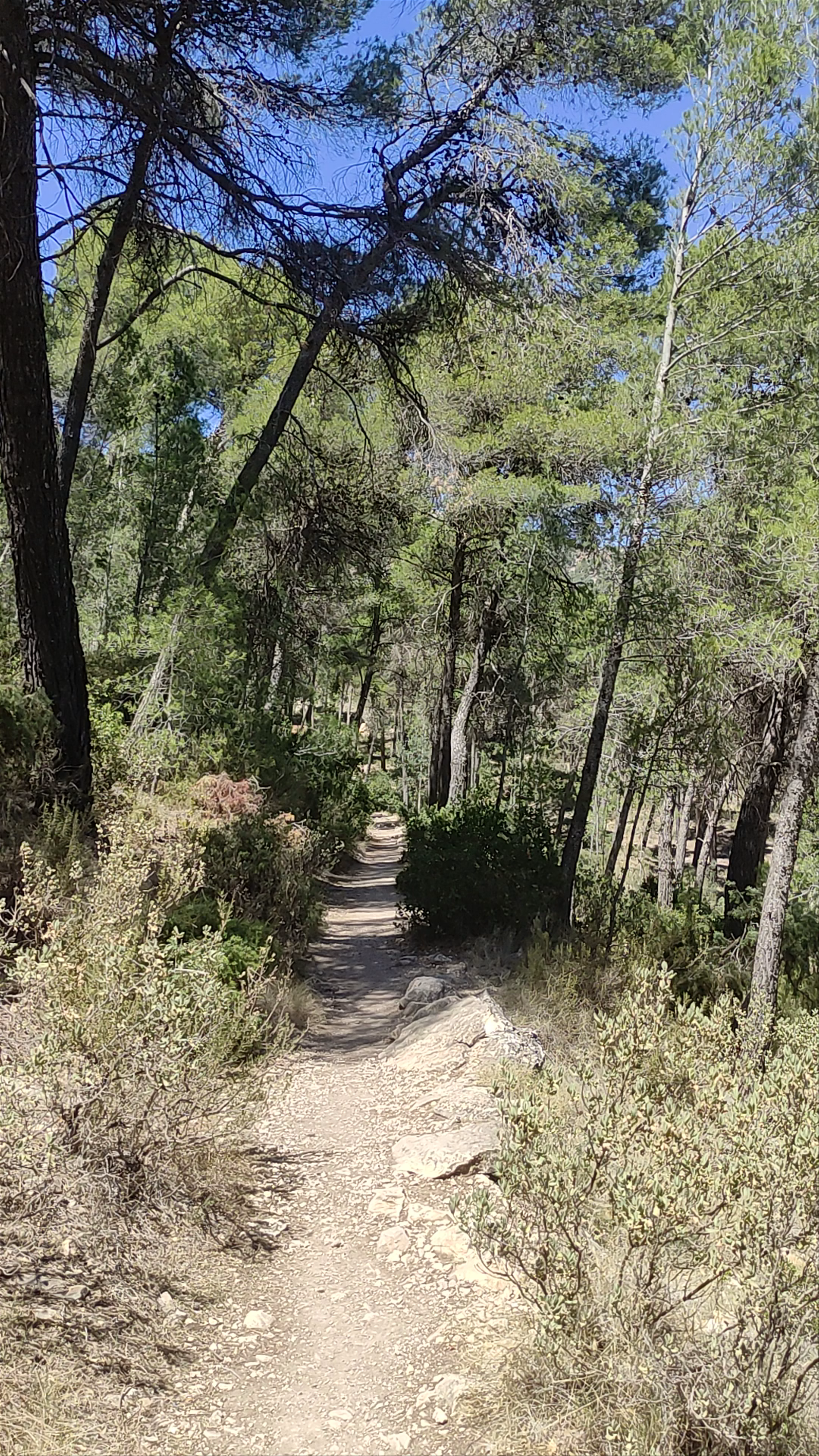 Senda del Dinosaurio: A Lush Trail Through El Berro Forest