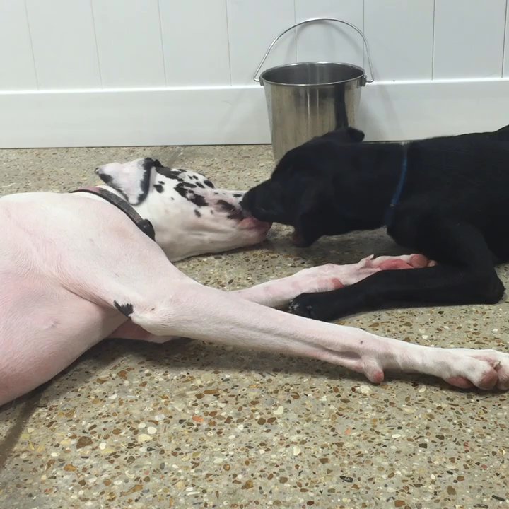 The Dog Stop - Lafayette - Pet Groomers Near Me - Lafayette, Louisiana