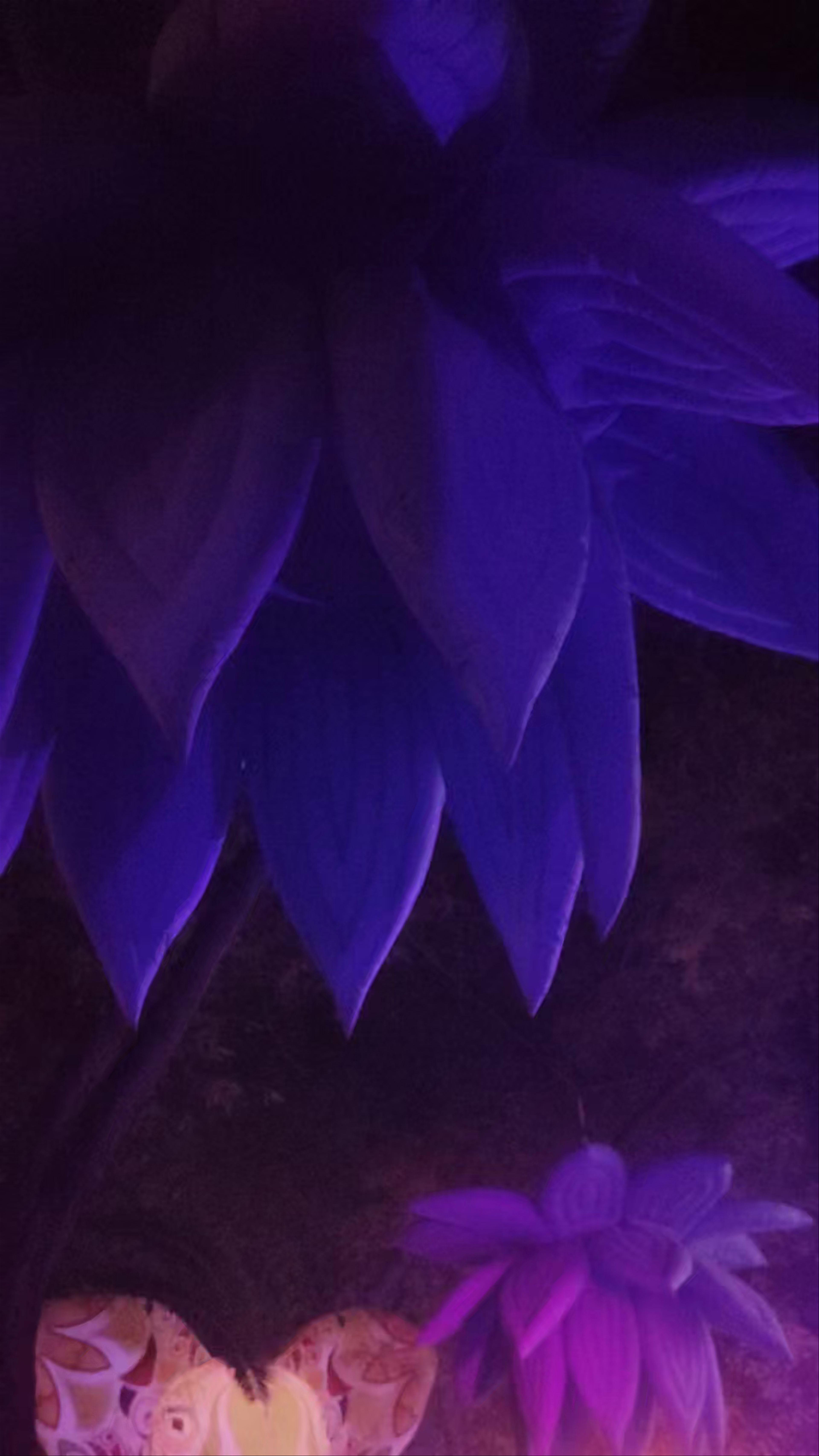 Nighttime Magic at Jardín Botánico del Malecón in Murcia, Spain