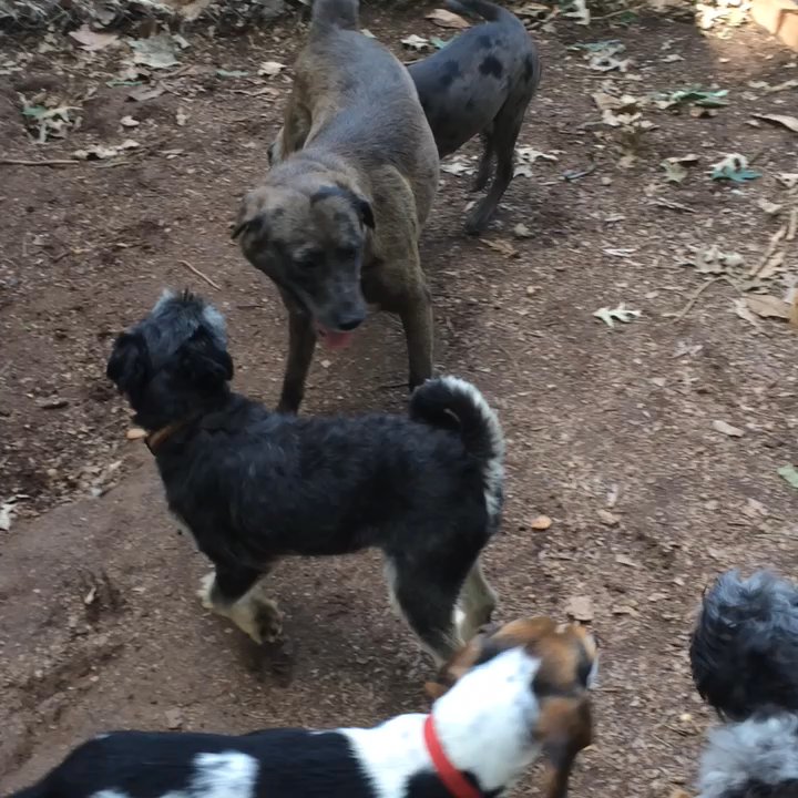 The Pet Nanny - Pet Sitting Near Me - Steens, Mississippi