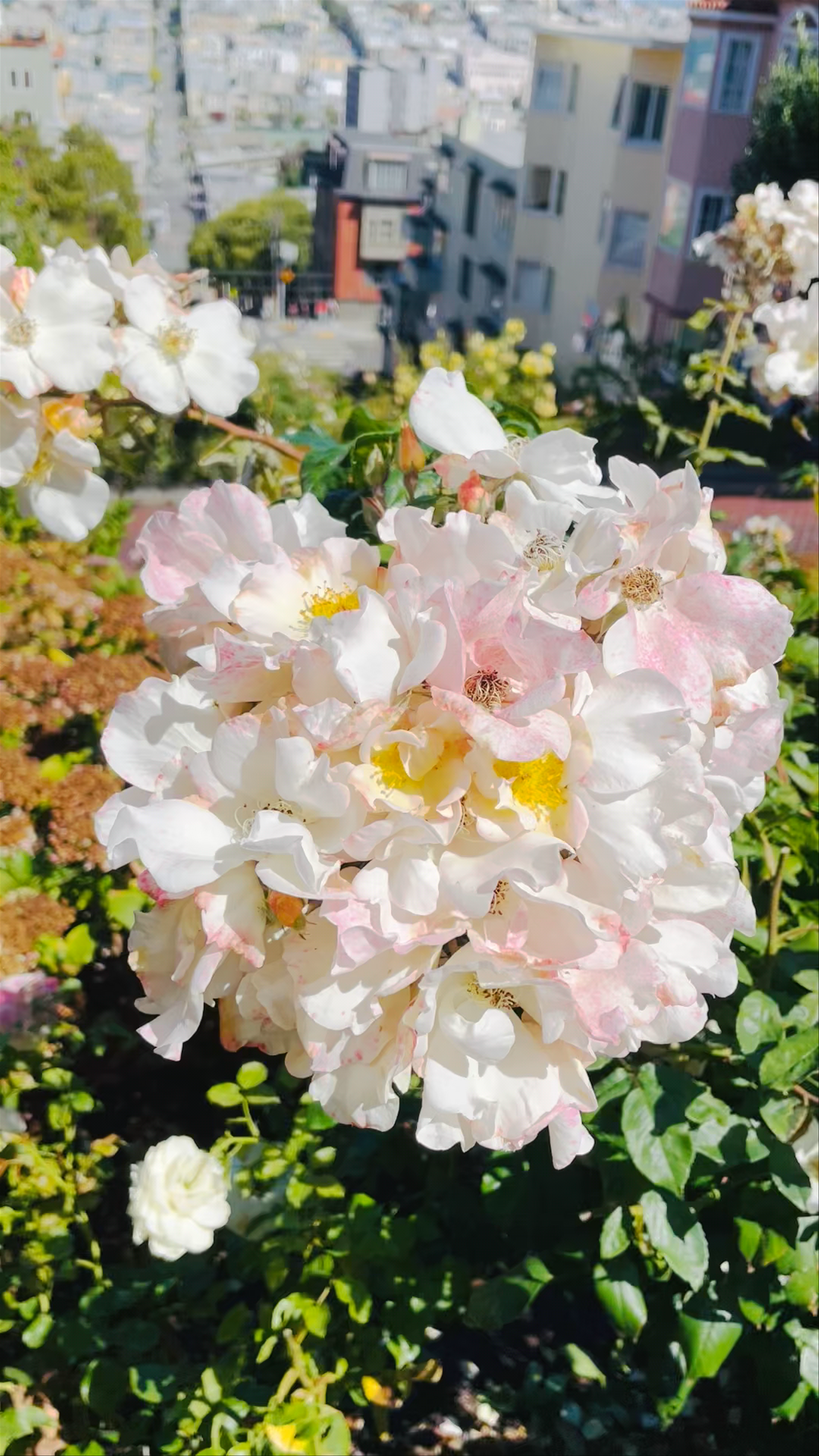 Lombard Street San Francisco: Iconic Floral and City Views