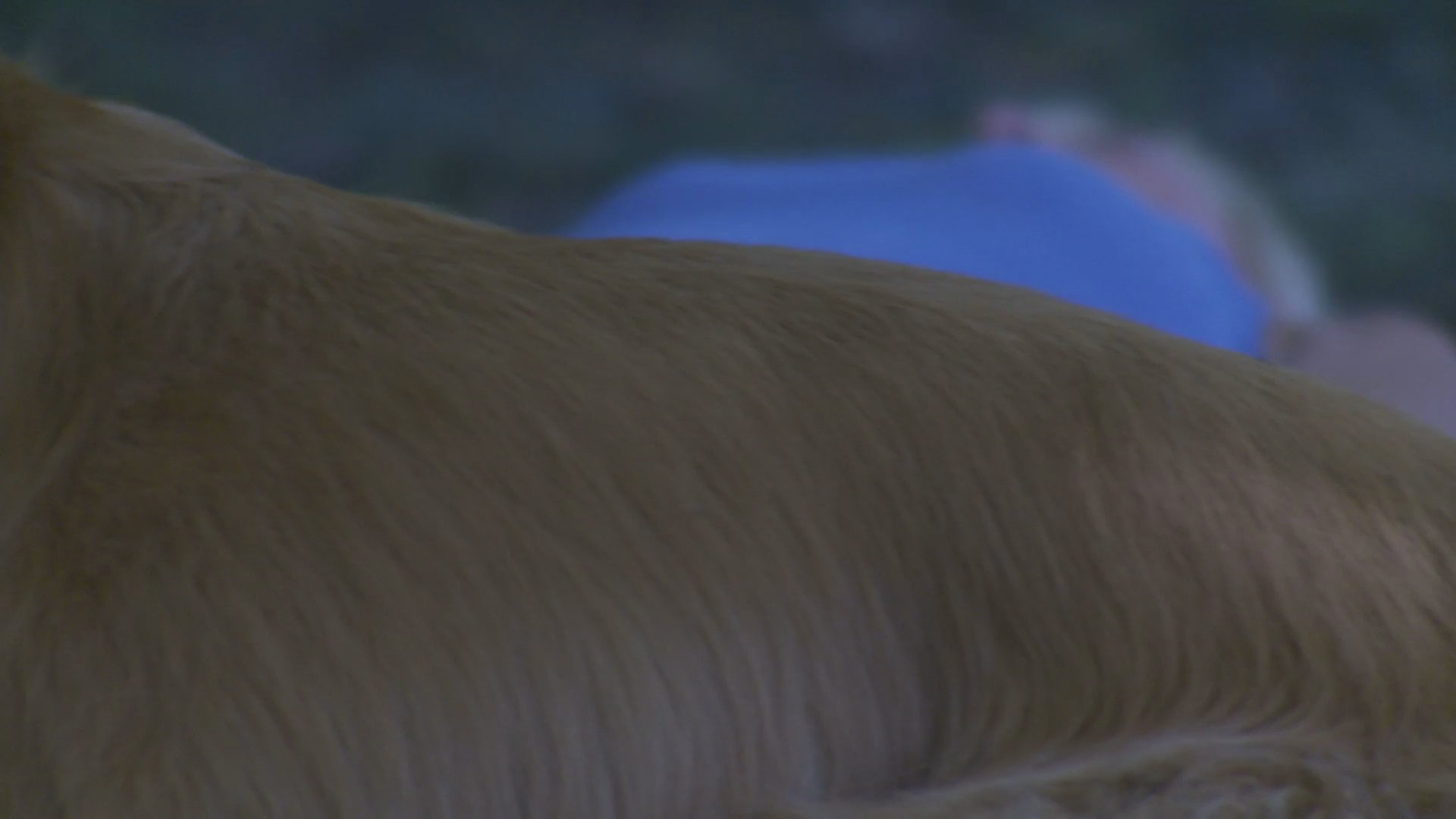An older man comforts a distraught young woman in a park setting, while a golden retriever rests nearby, offering silent companionship.