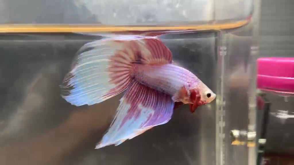 RARE pink veiltail males
