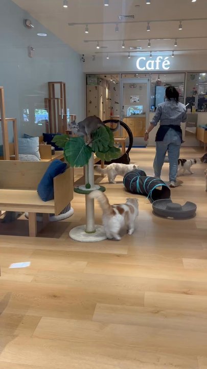 CAT CAFÉ MOFF - Updated July 2026 - 201 Photos & 42 Reviews - 1450 Ala ...