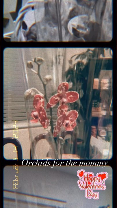 Trader Joe's - Crazy looking orchids IG: @ammysalamii - Grocery Near Me - Chatsworth, California