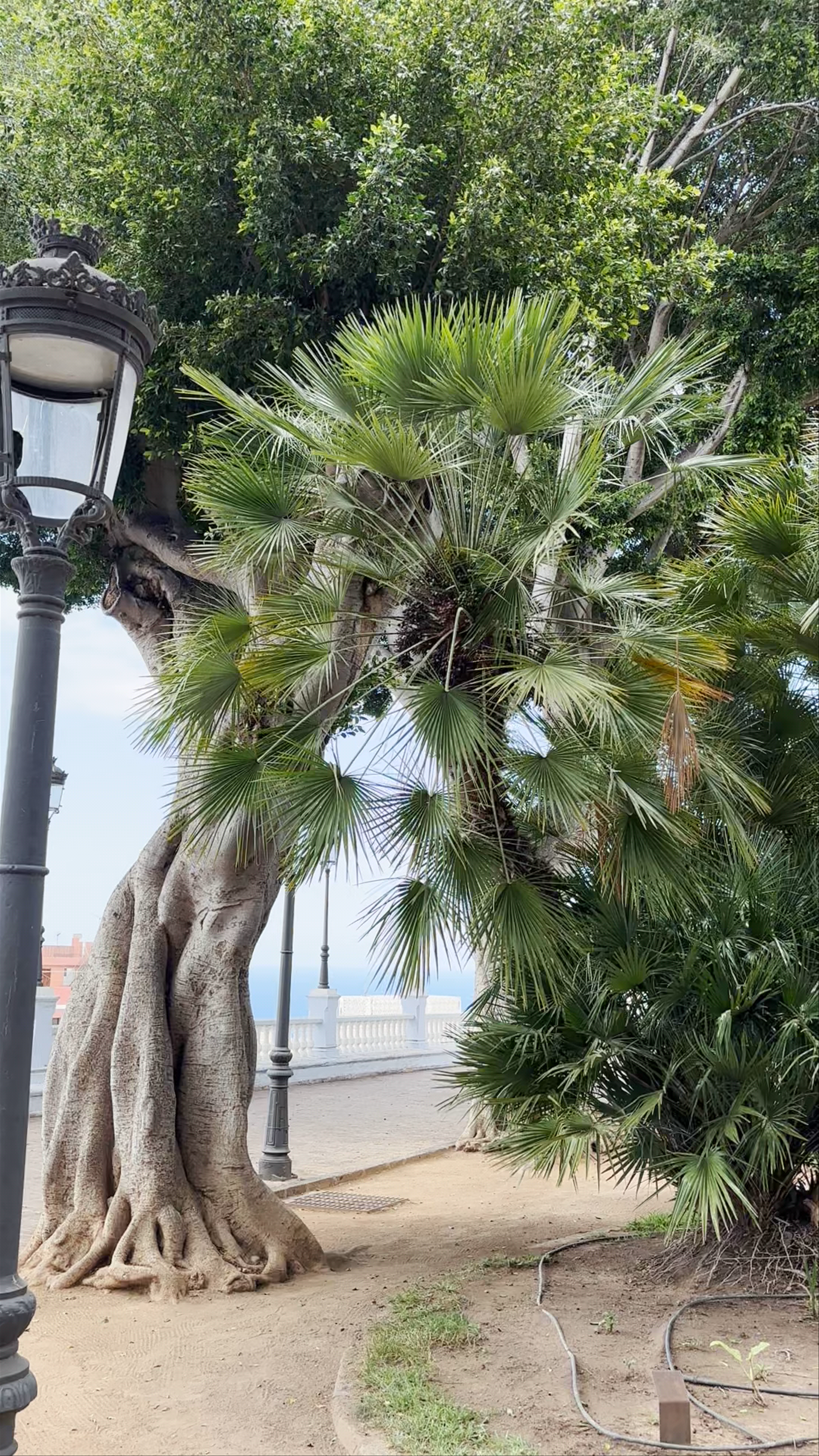 Mirador Gratuito del Drago Milenario