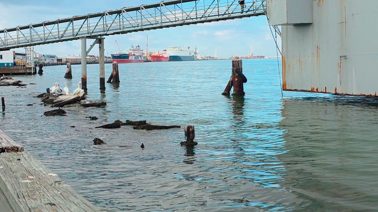 Pier 21 - Wildlife near the Ocean Star - Boat Tours Near Me - Galveston, Texas