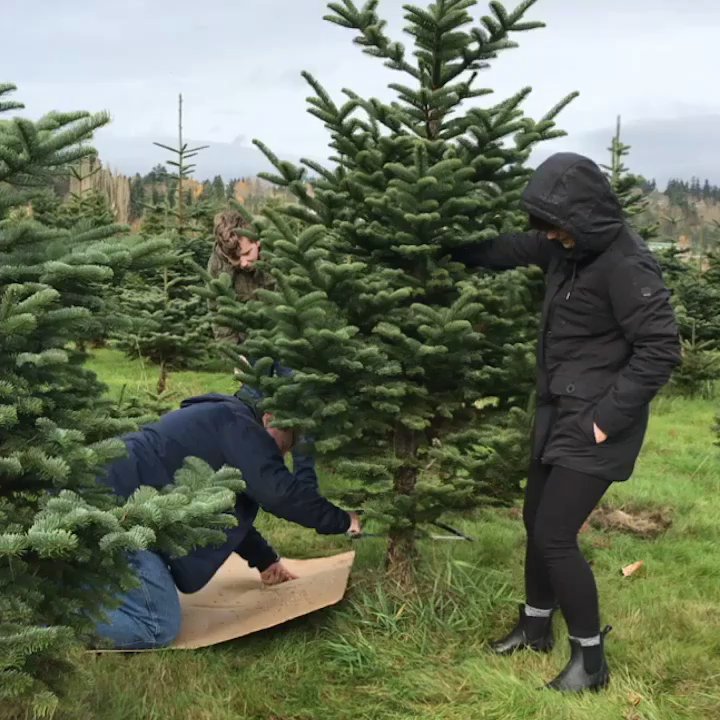 Buttonwood Farm - Have the red vested helpers cut the tree you choose or borrow a saw and cut your own - Christmas Trees Near Me - Redmond, Washington