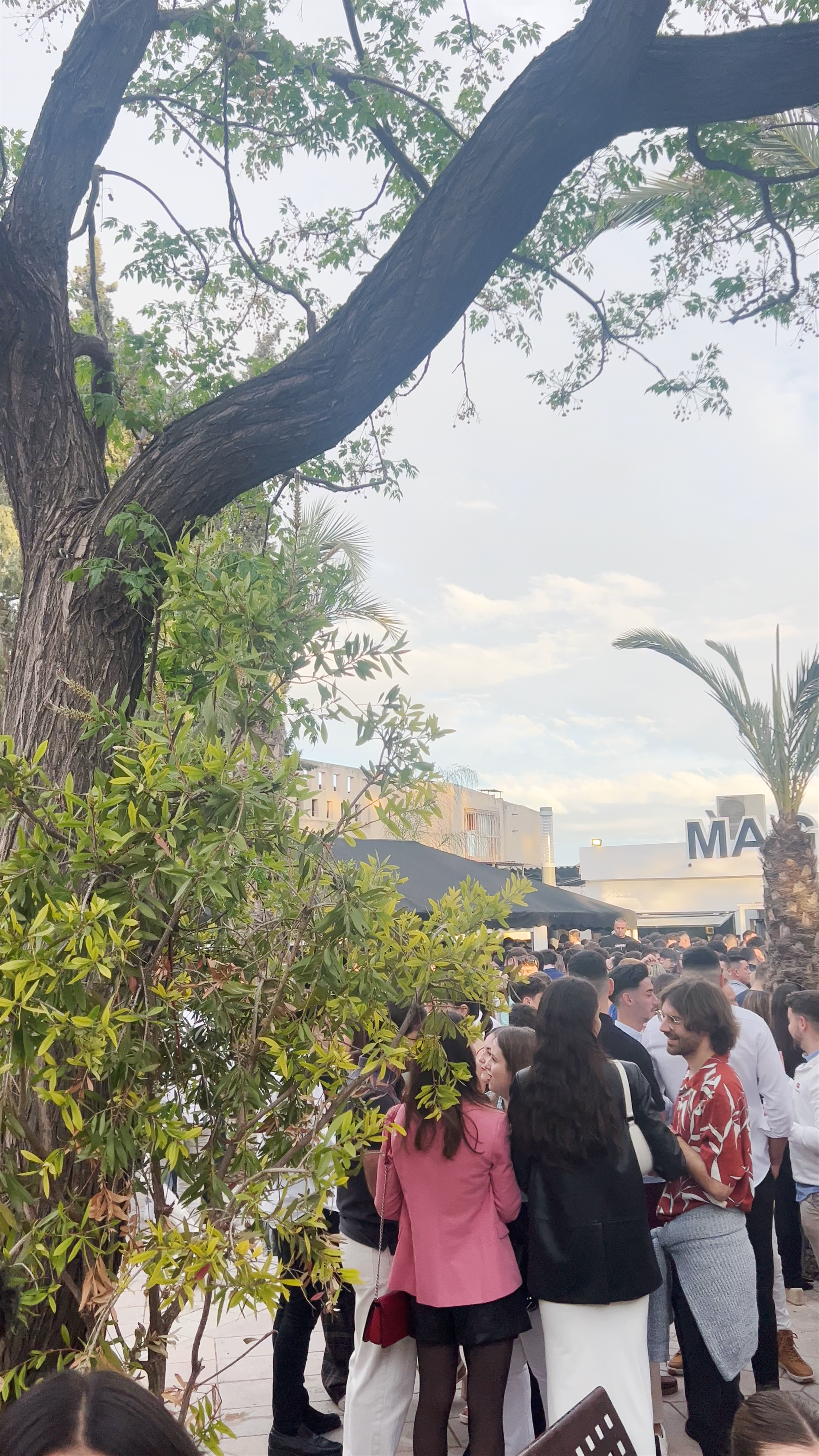 Bar Magos
