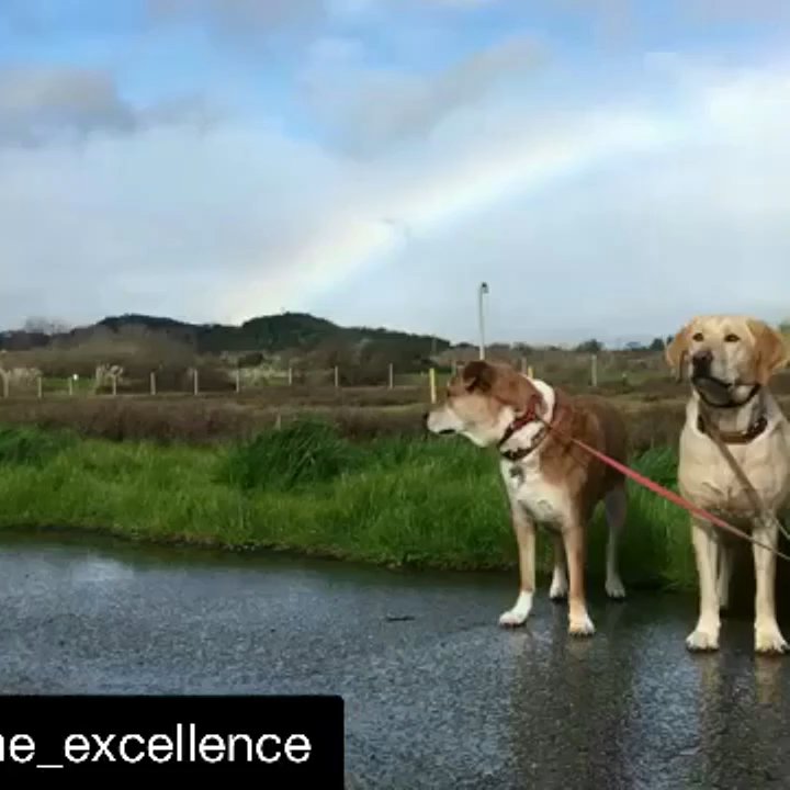 Canine Excellence - The video of the pack was the first day Aly and Tyson met. - Dog Walkers Near Me