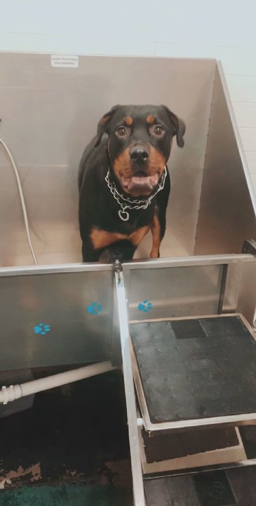Unleashed Stonehenge - Jovi loves it here! - Pet Stores Near Me - Raleigh, North Carolina