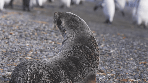 Antarctic fur seals animated gif