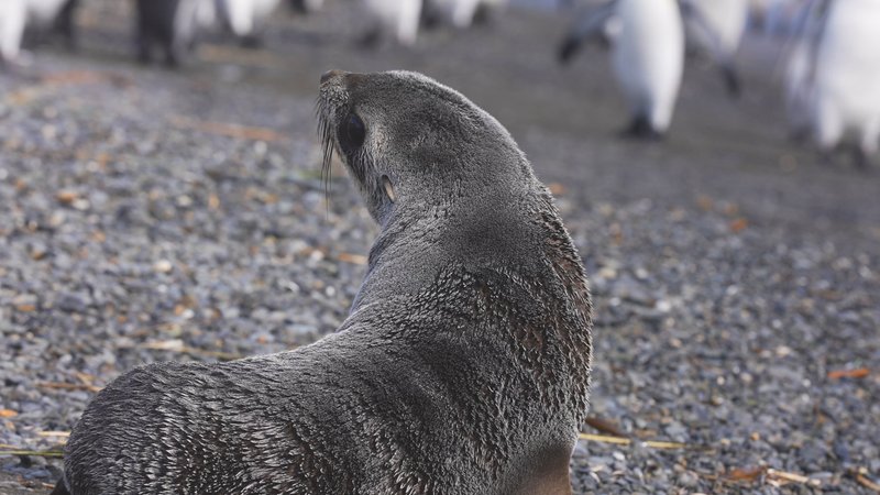 Antarctic fur seals poster
