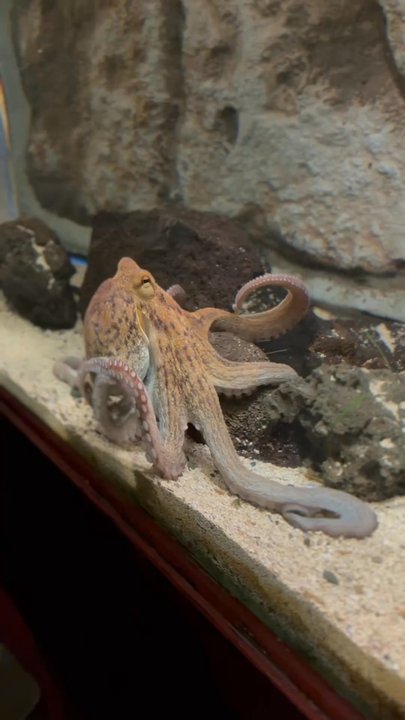 Galway Atlantaquaria - Octopus roaming around its tank - Tours Near Me - Salthill, G