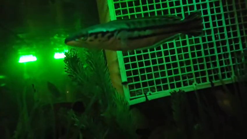Giant snakehead