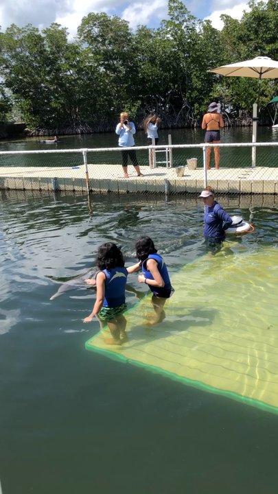 Dolphins Plus - Touching the dolphins - Aquariums Near Me - Key Largo, Florida