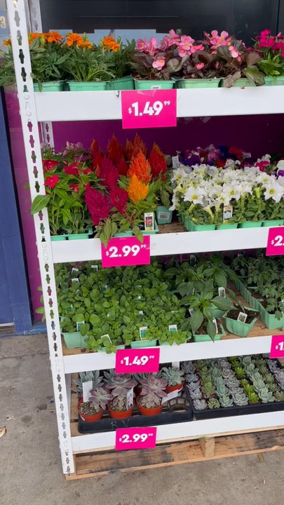Dollar Tree - Plants for sale outside the store. - Discount Store Near Me - Lompoc, California