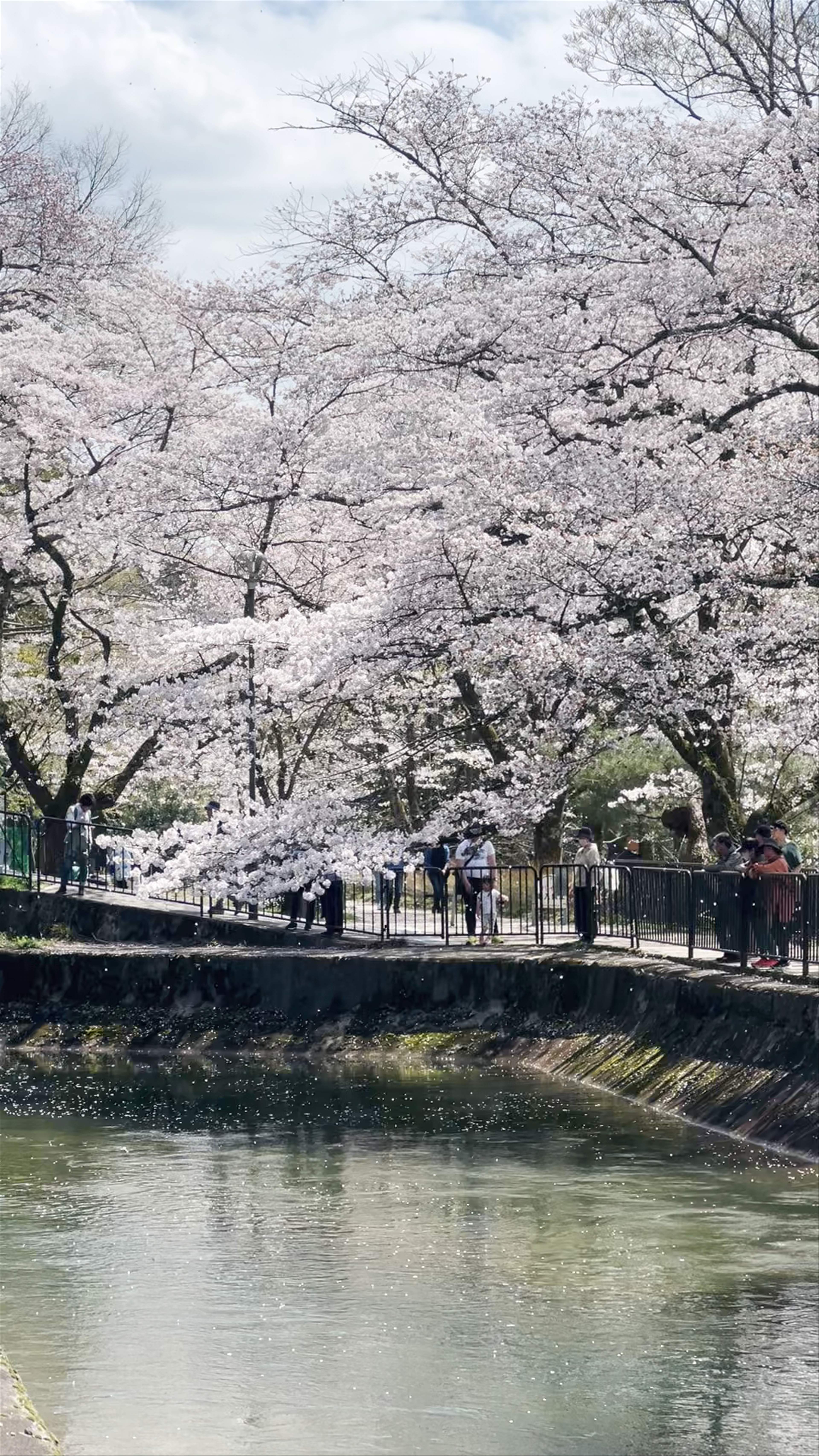 Springtime Bliss at Yamashina Canal, Kyoto: Cherry Blossoms in Full Bloom