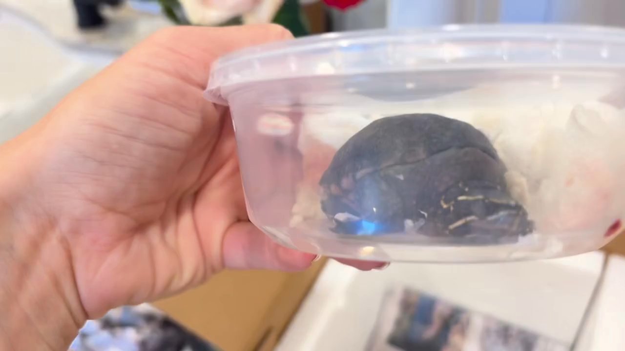 Captive Bred Reptile - Reptile Shops Near Me - Galloway, New Jersey