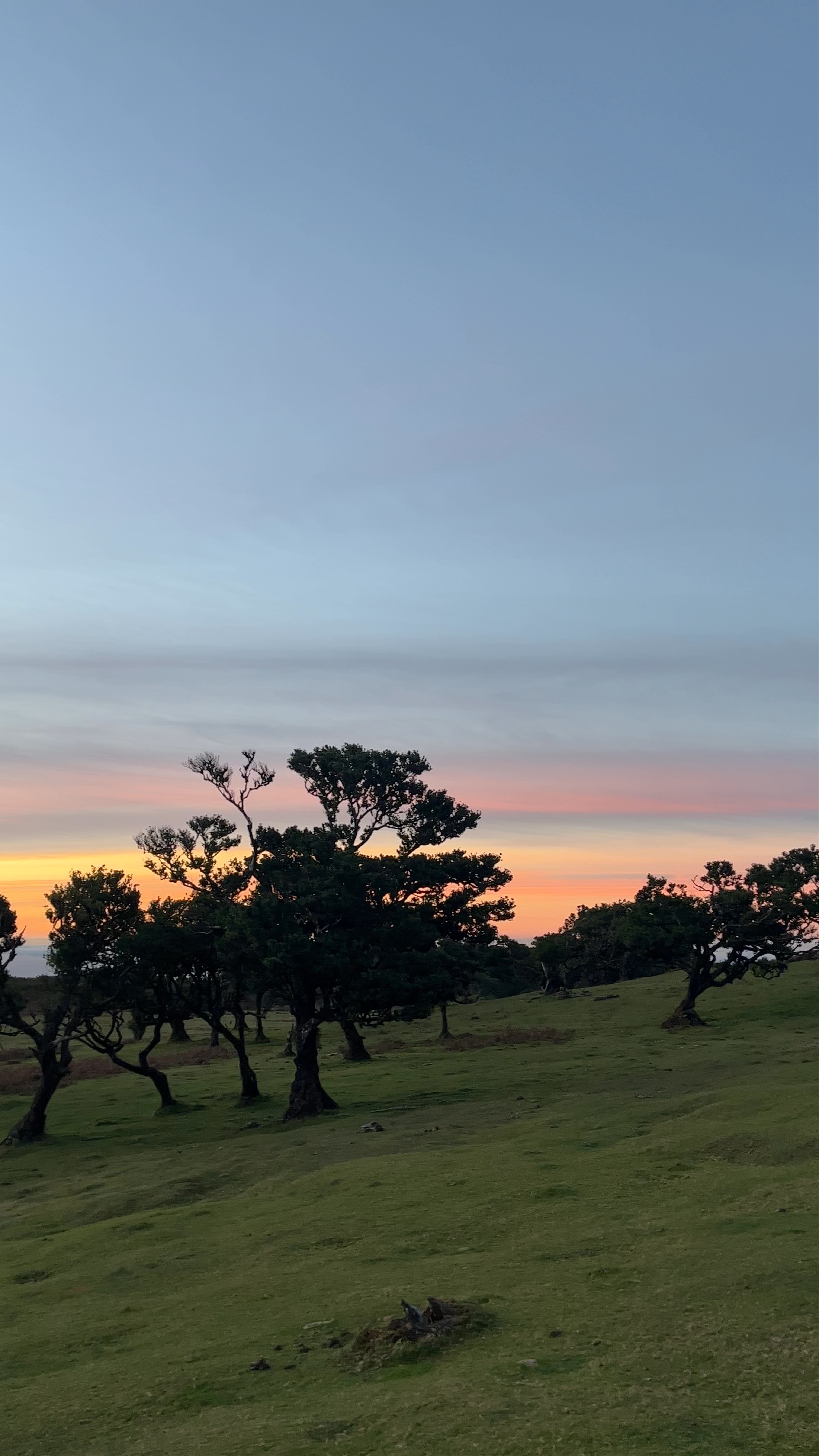 Parking Fanal Forest
