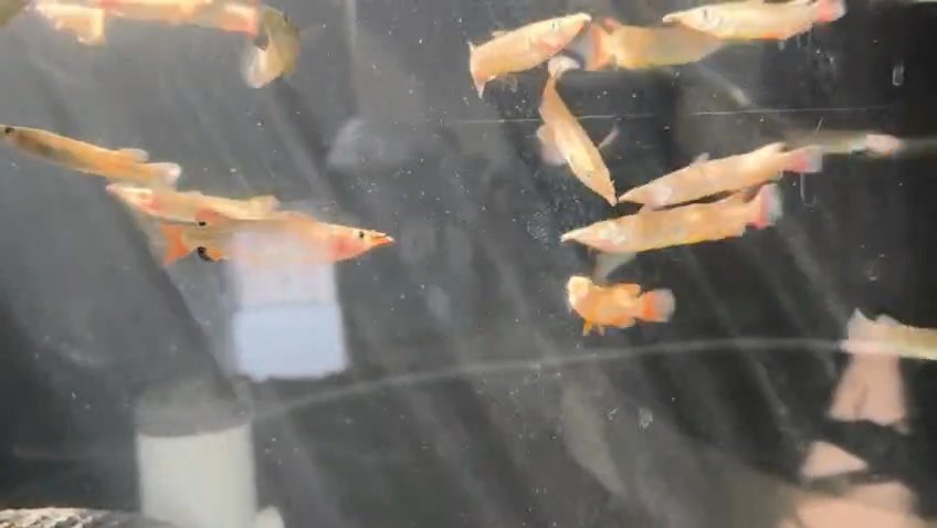 Celebes Halfbeak pair
