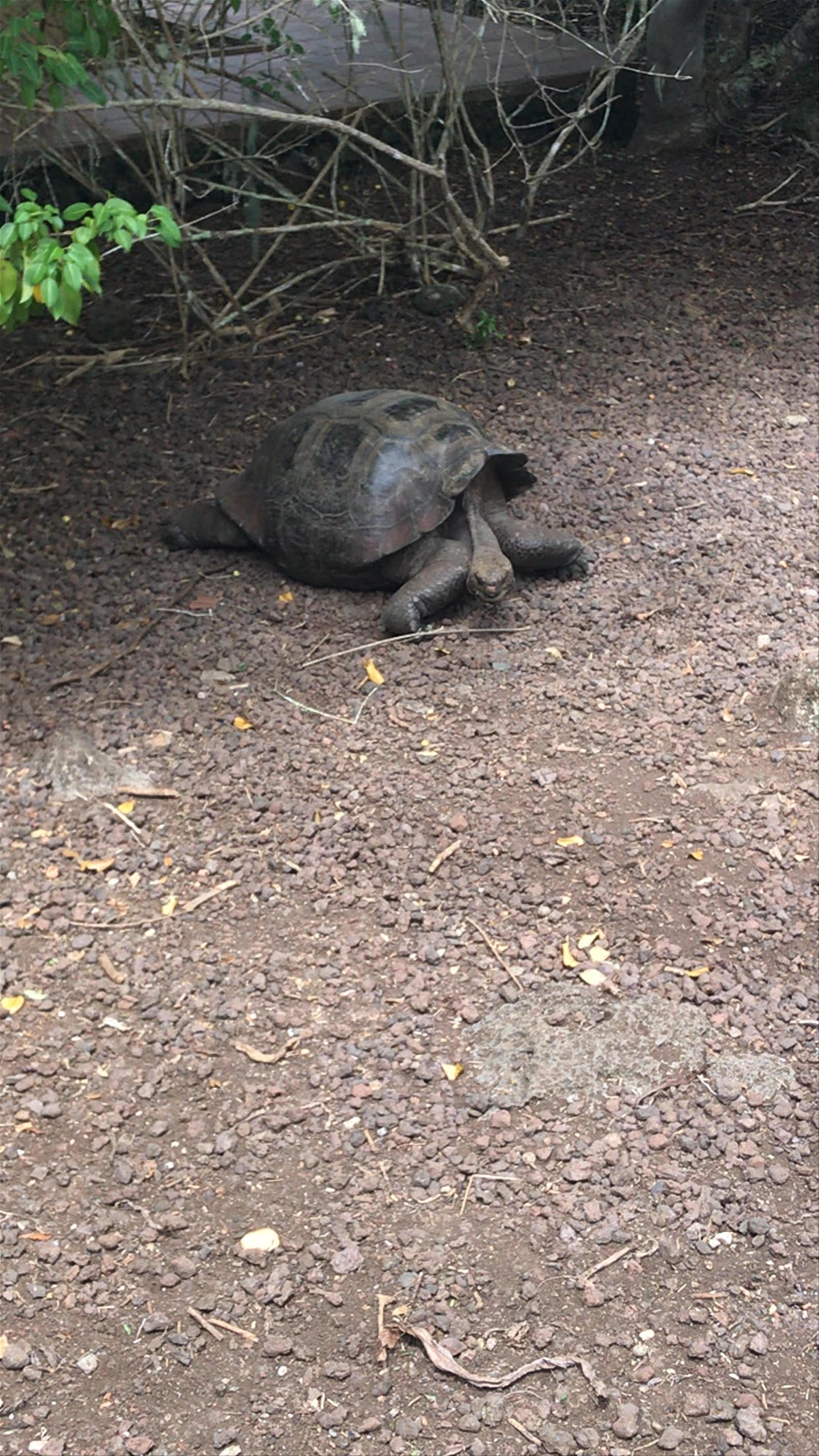 Giant Tortoise in San Cristóbal, Galápagos