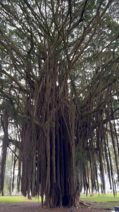 Banyan Drive - Local Flavor Near Me - Hilo, Hawaii