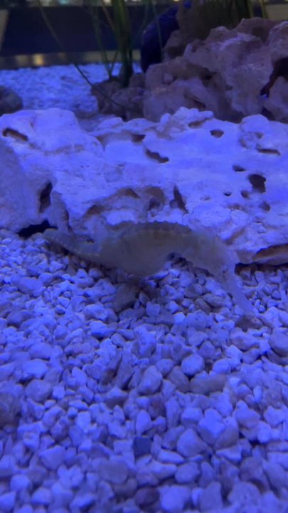 The Bailey-Matthews Shell Museum - Sea horses - Museums Near Me - Sanibel, Florida