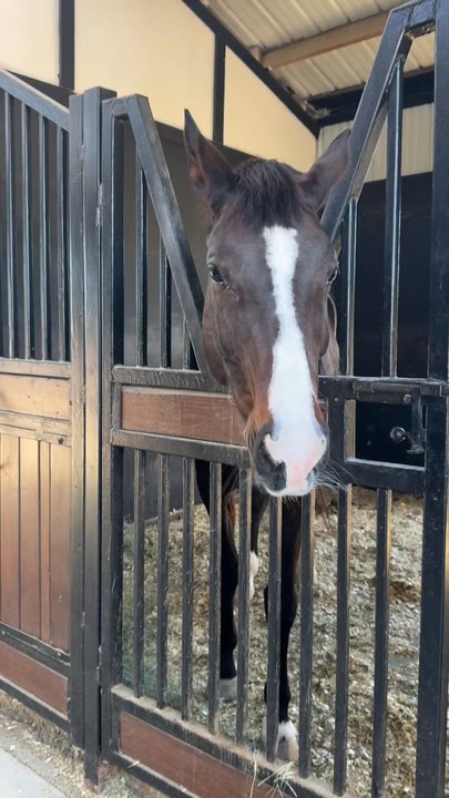 ForteBella Equestrian - Horseback Riding Near Me - Princeton, Texas