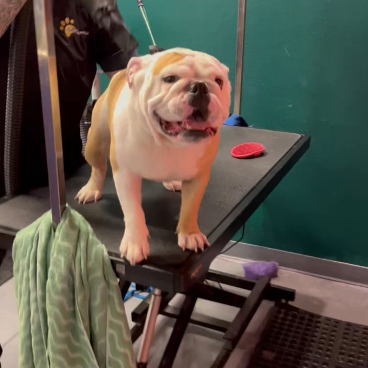 Well Groomed Pets - Mochi having a great time! Usually he hates the hair dryer but he enjoyed getting cleaned at Well Groomed! - Pet Groomers Near Me - Las Vegas, Nevada