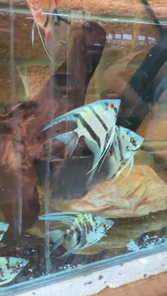 Angelfish