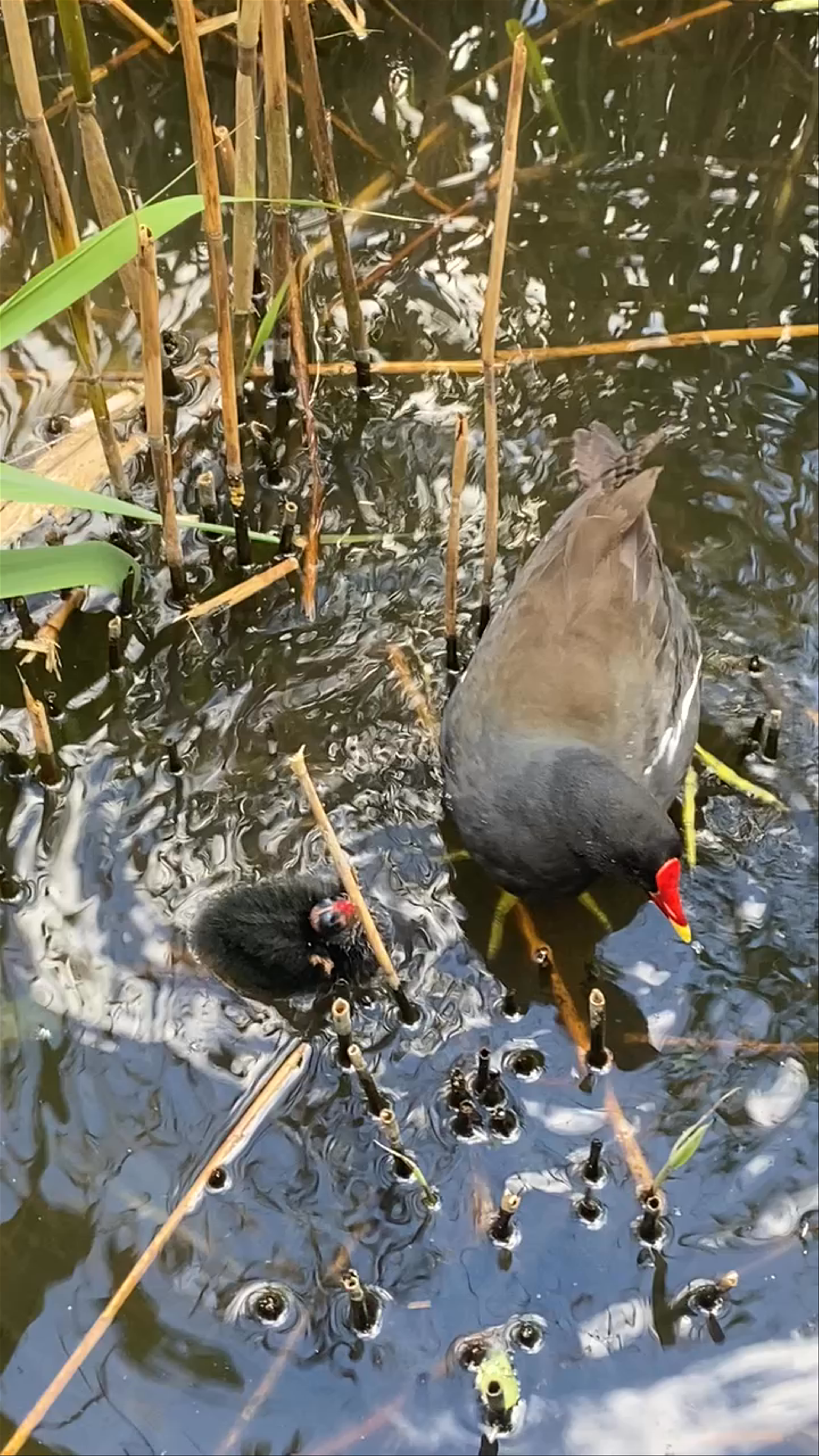 Mother Moorhen and Chick in Peaceful Wetlands at The Town Moor, Newcastle upon Tyne