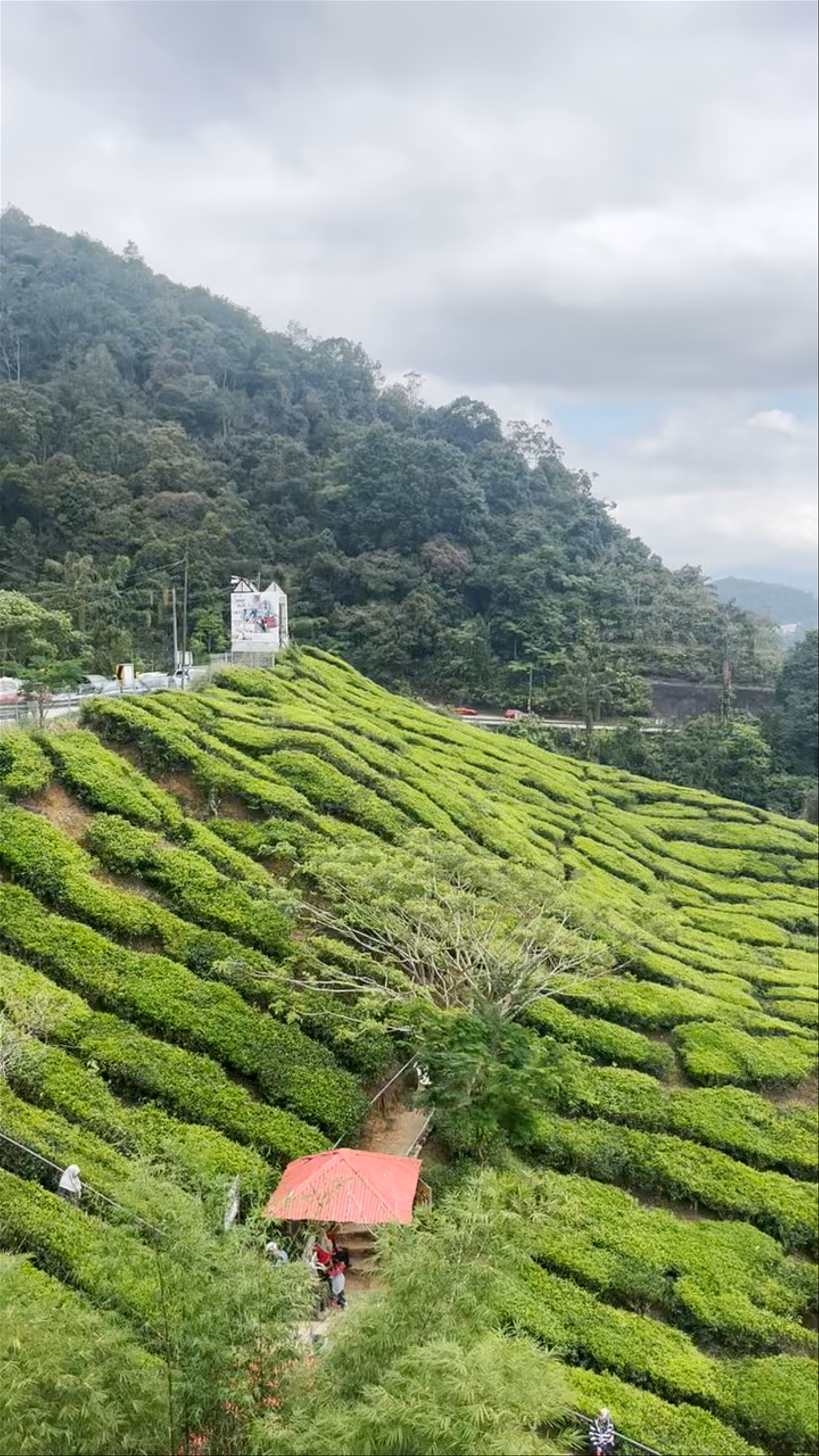 Cameron Valley Tea House 2