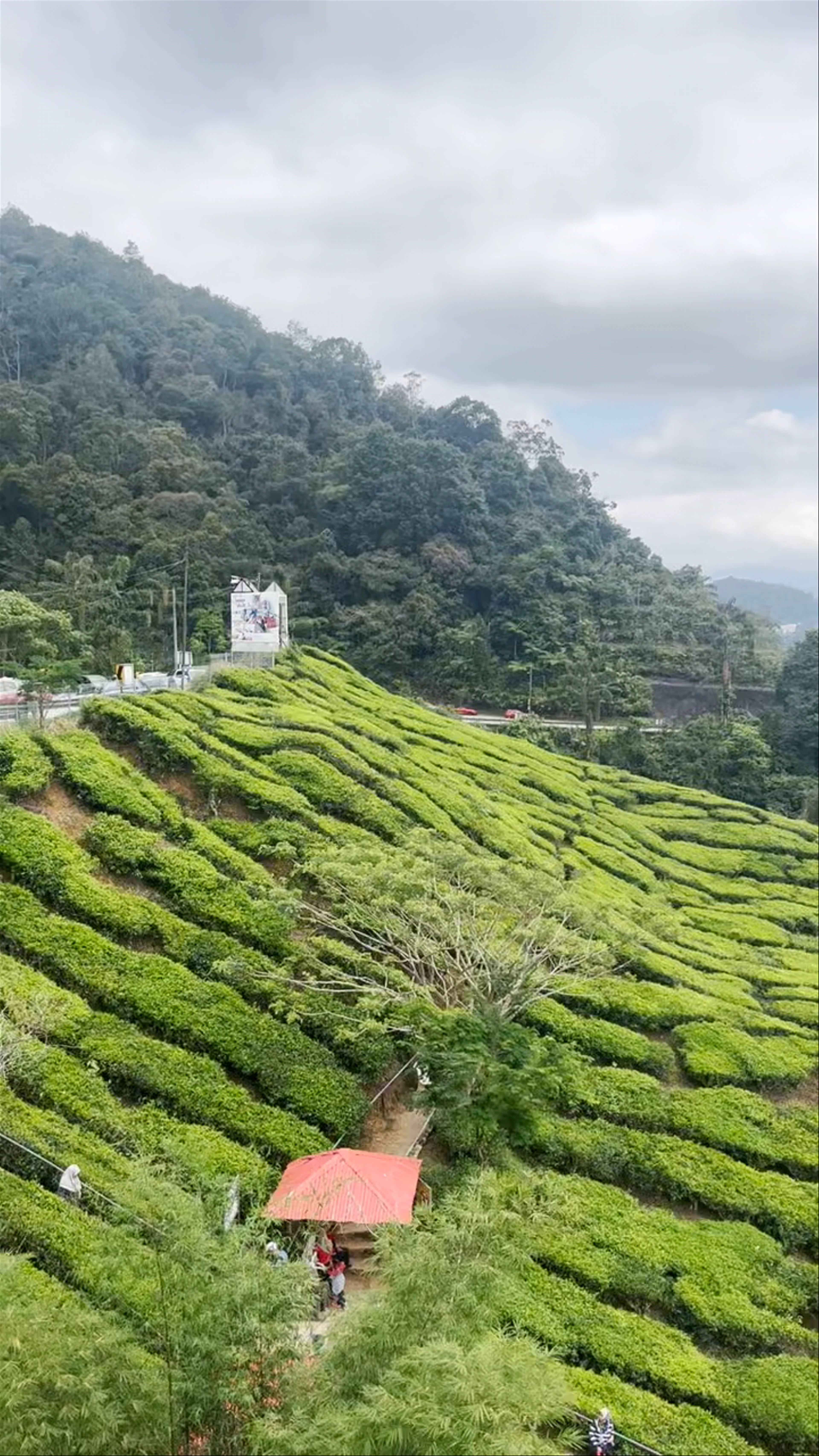 Cameron Valley Tea House 2