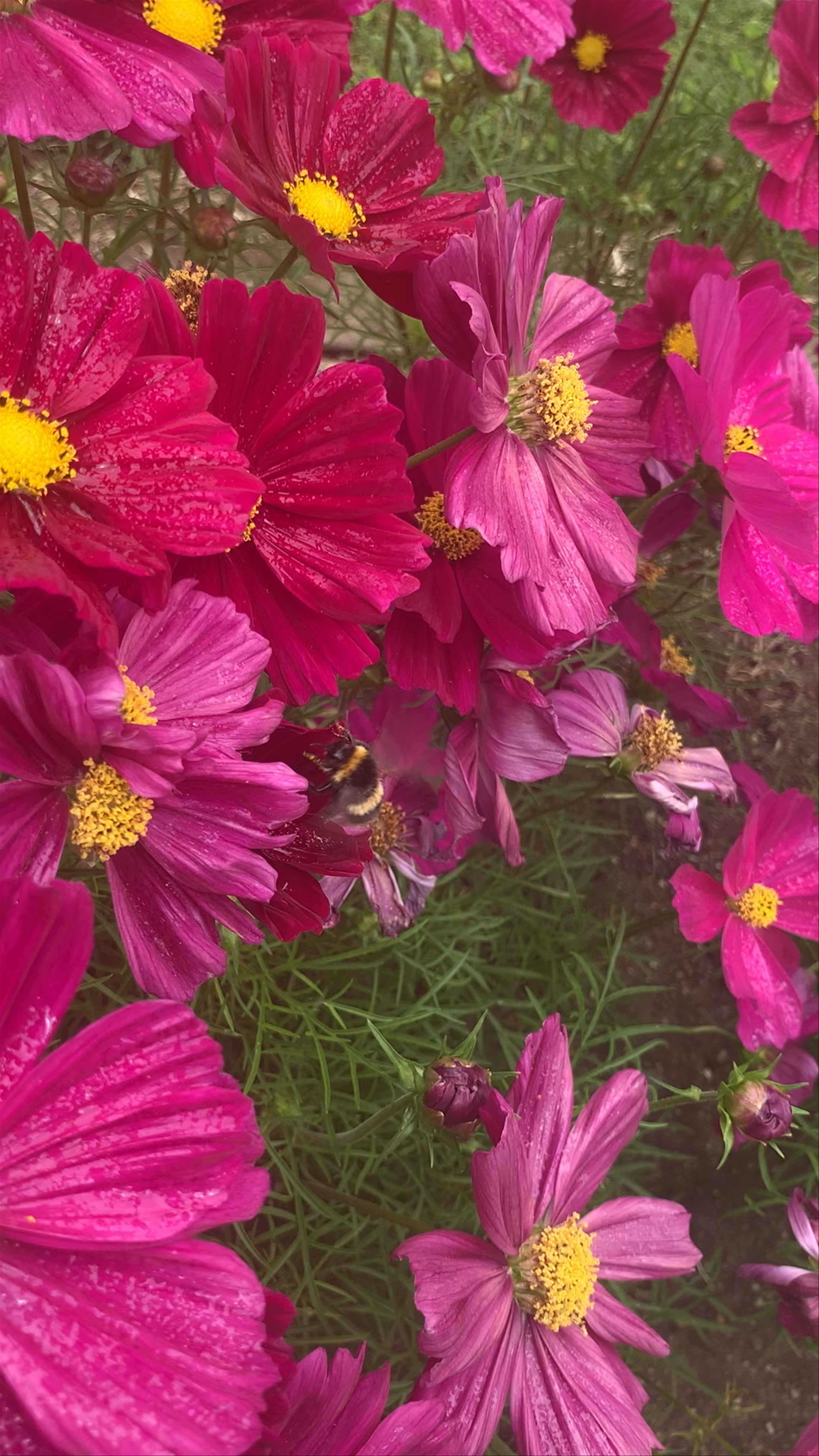 Vibrant Blooms at Royal Tasmanian Botanical Gardens