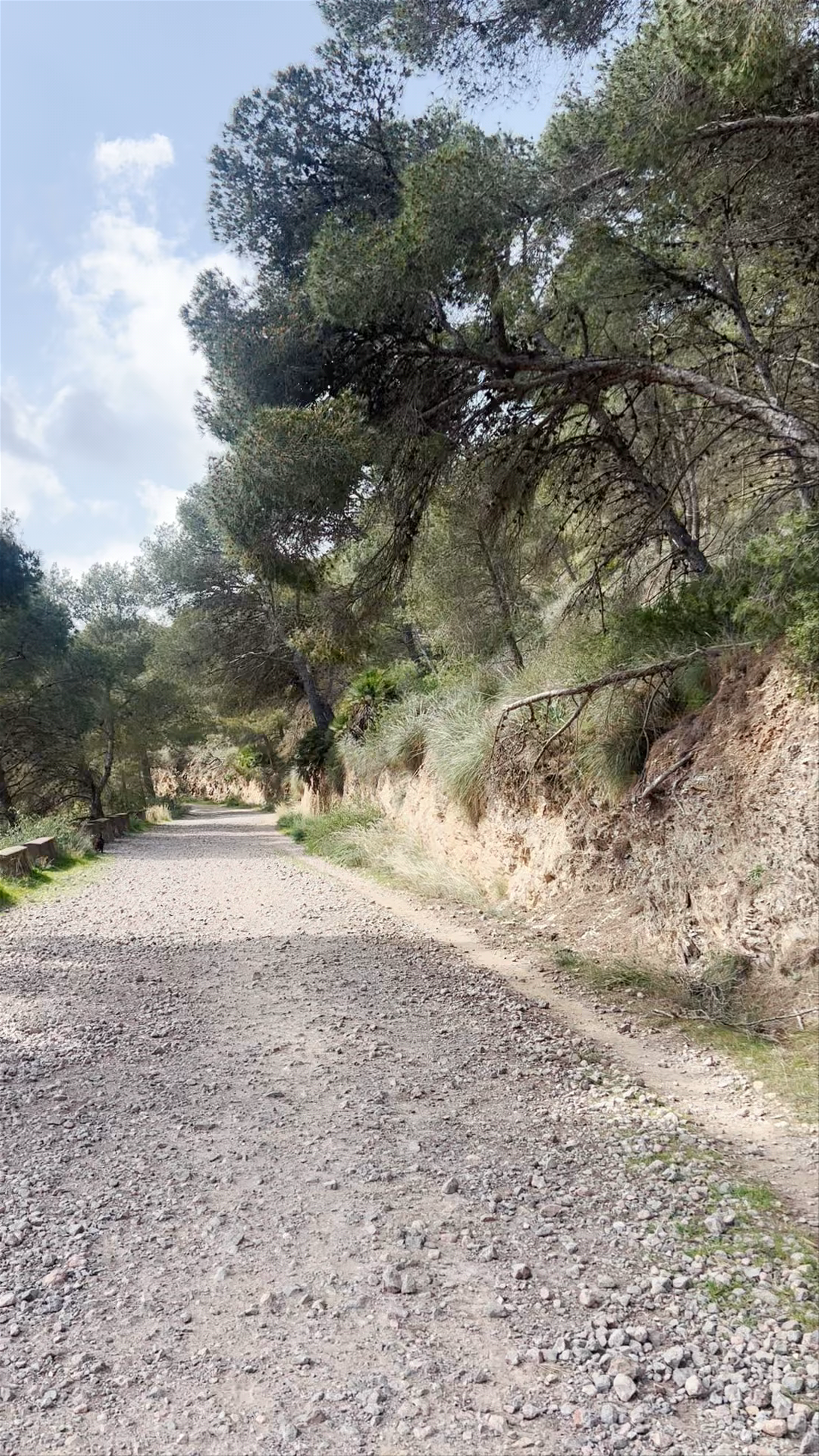 Inicio subida a Las Cenizas