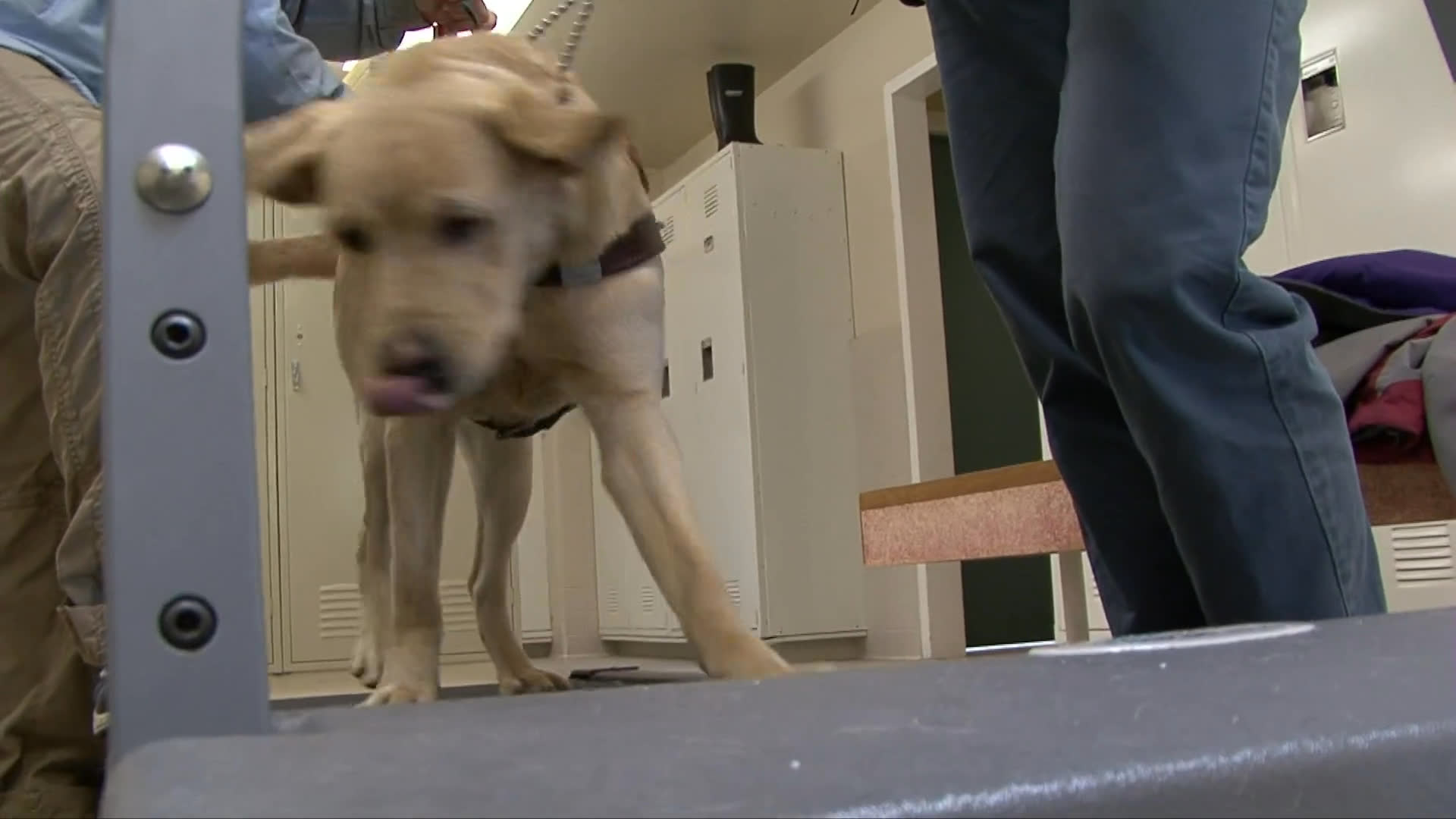 A labrador retriever undergoes structured physical therapy on a treadmill with trainer guidance, followed by training exercises focused on entering and exiting an elevator.