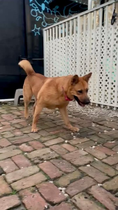 Fur Nation - Fur Nation helps to re-home rescued dogs. Go to meet Sugar, 75lbs, adult female Akita mix, she is the sweetest. Available to adopt. - Pet Boarding Near Me - Miami, Florida